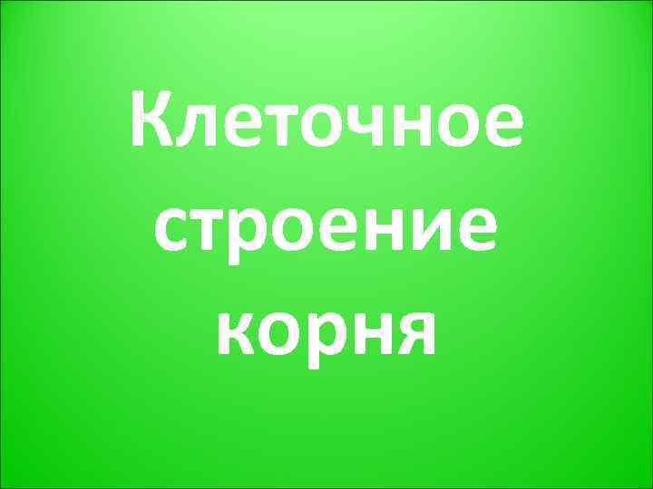 Клеточное строение  корня 