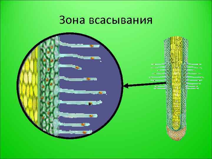 Зона всасывания 