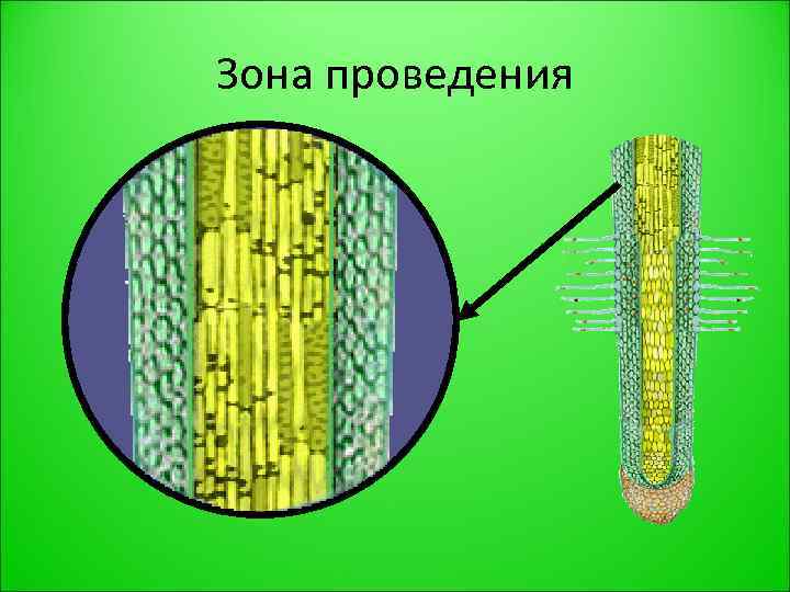 Зона проведения 