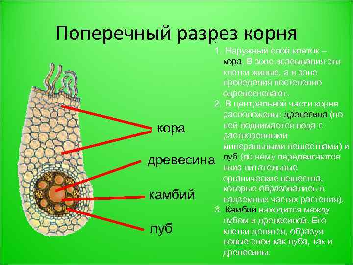 Внутреннее строение корня фото