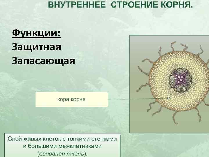 Функции: Защитная Запасающая 