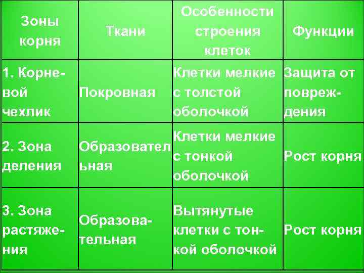     Особенности  Зоны    Ткани строения Функции 