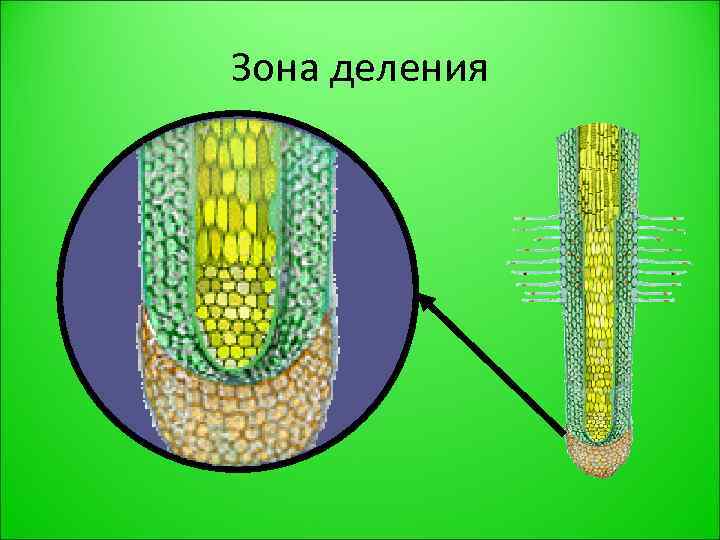Зона деления 