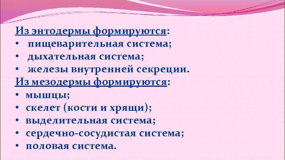 Из энтодермы формируются: • пищеварительная система; • дыхательная система; • железы Из энтодермы формируются: • пищеварительная система; • дыхательная система; • железы