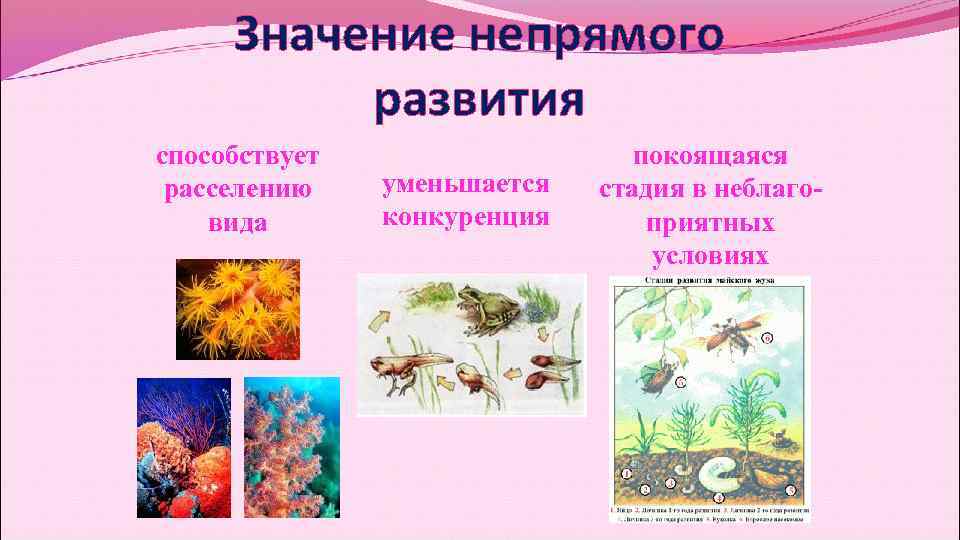 Значение непрямого развития способствует покоящаяся расселению уменьшается Значение непрямого развития способствует покоящаяся расселению уменьшается