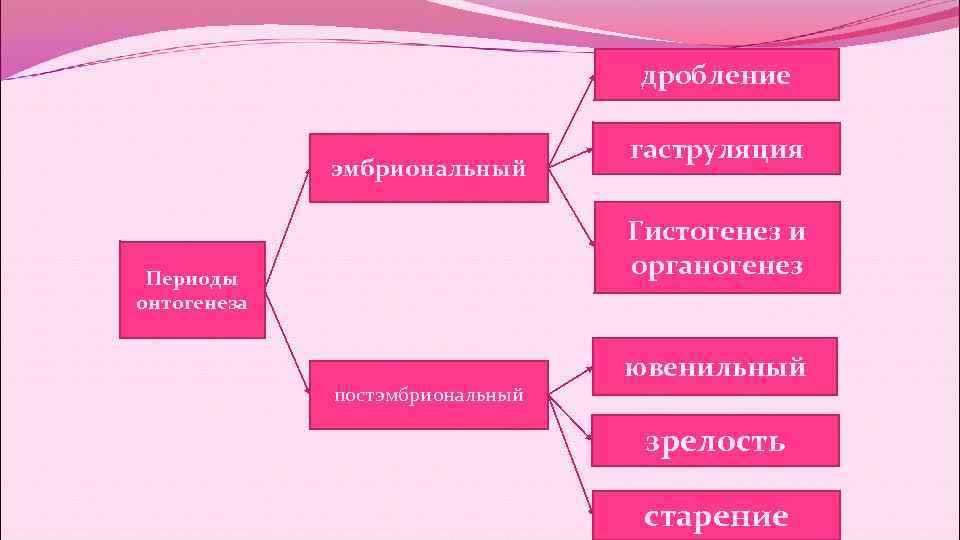 дробление гаструляция дробление гаструляция