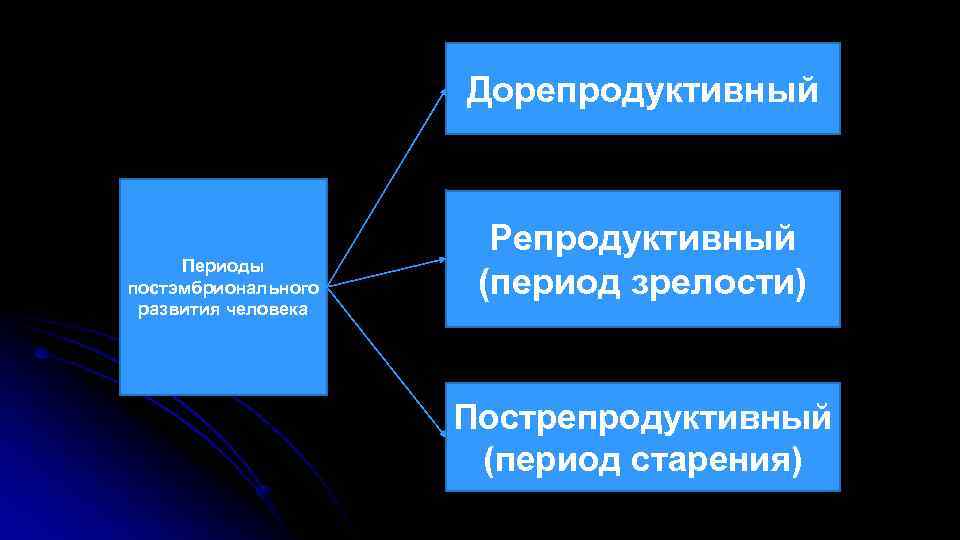 Дорепродуктивный Репродуктивный Периоды постэмбрионального Дорепродуктивный Репродуктивный Периоды постэмбрионального
