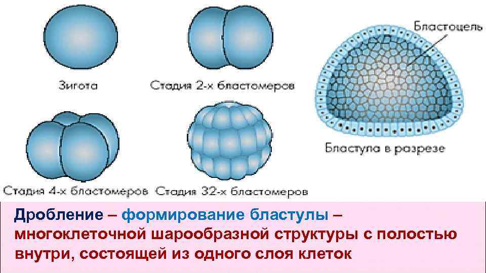 Дробление – формирование бластулы – многоклеточной шарообразной структуры с полостью внутри, состоящей из одного Дробление – формирование бластулы – многоклеточной шарообразной структуры с полостью внутри, состоящей из одного