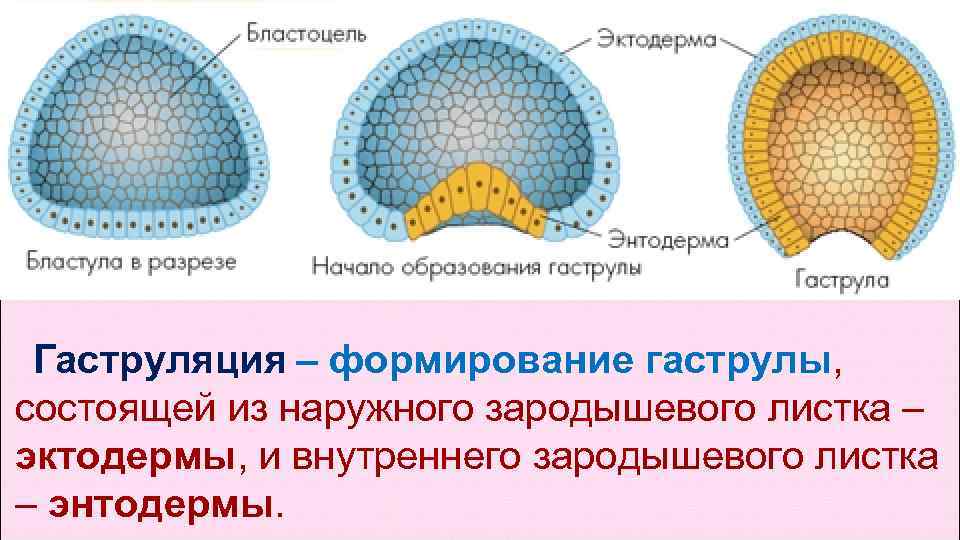 Гаструляция – формирование гаструлы, состоящей из наружного зародышевого листка – эктодермы, и Гаструляция – формирование гаструлы, состоящей из наружного зародышевого листка – эктодермы, и