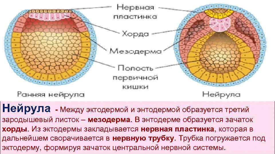 Эктодерма мезодерма энтодерма таблица рисунок