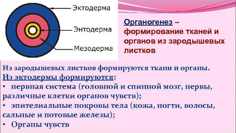 Органогенез. Органогенез эктодерма. Органогенез эктодерма мезодерма энтодерма. Органогенез человека. Экзодерма мезодерма энтодерма головной мозг.