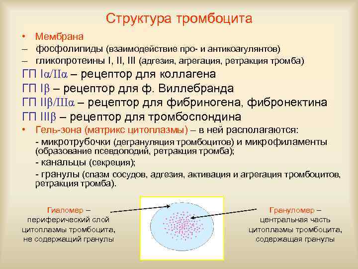     Структура тромбоцита • Мембрана – фосфолипиды (взаимодействие про- и антикоагулянтов)