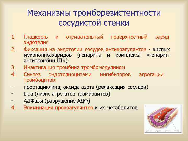  Механизмы тромборезистентности   сосудистой стенки 1.  Гладкость и отрицательный поверхностный заряд