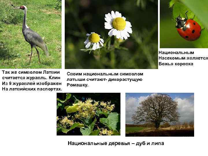      Национальным     Насекомым является  