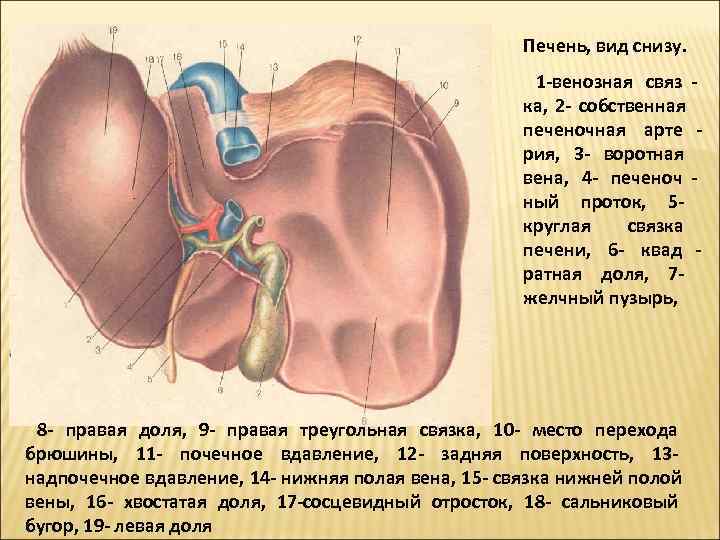       Печень, вид снизу.     