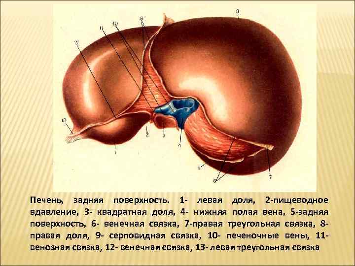 Печень,  задняя поверхность.  1 - левая доля,  2 -пищеводное вдавление, 