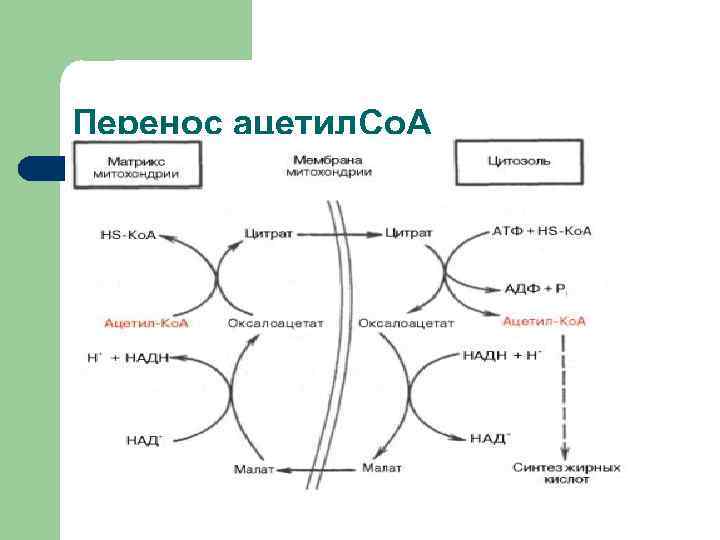 Перенос ацетил. Со. А 