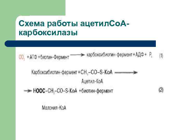 Схема работы ацетил. Со. А- карбоксилазы 
