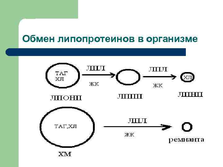 Схема обмена липопротеинов