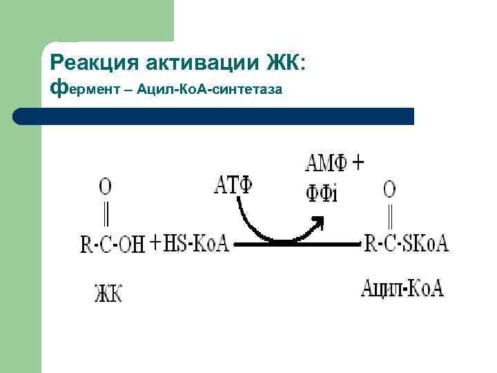 Реакция активации ЖК: фермент – Ацил-Ко. А-синтетаза 