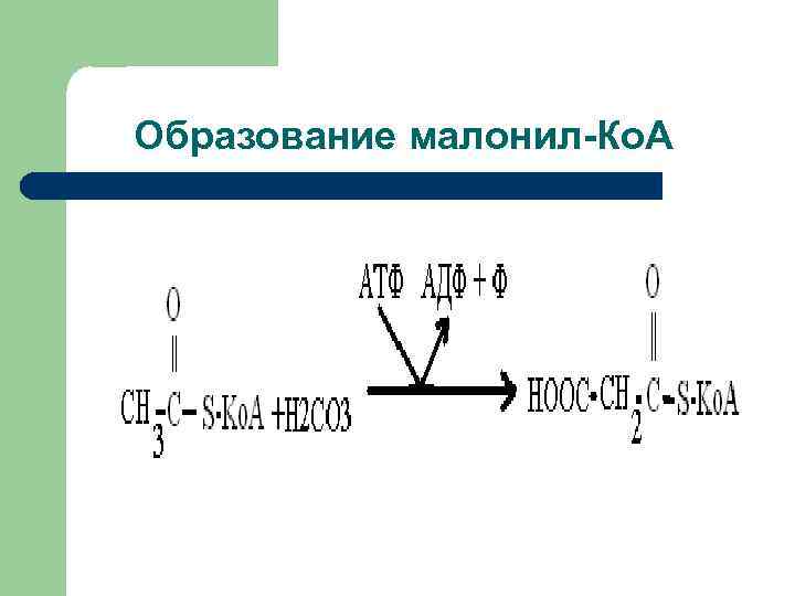 Образование малонил-Ко. А 