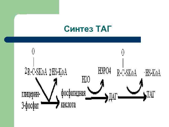 Синтез таг. Синтез таг и ГФЛ. Синтез таг схема. Синтез таг биохимия. Регуляция синтеза таг.