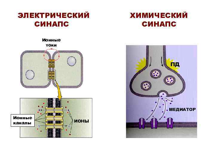 ЭЛЕКТРИЧЕСКИЙ ХИМИЧЕСКИЙ СИНАПС Ионные токи ЭЛЕКТРИЧЕСКИЙ ХИМИЧЕСКИЙ СИНАПС Ионные токи