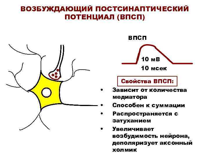 ВОЗБУЖДАЮЩИЙ ПОСТСИНАПТИЧЕСКИЙ ПОТЕНЦИАЛ (ВПСП) ВПСП ВОЗБУЖДАЮЩИЙ ПОСТСИНАПТИЧЕСКИЙ ПОТЕНЦИАЛ (ВПСП) ВПСП