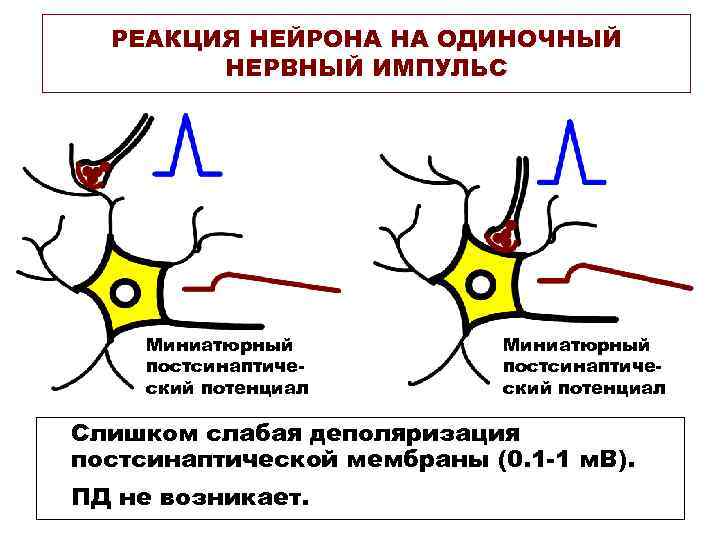 РЕАКЦИЯ НЕЙРОНА НА ОДИНОЧНЫЙ НЕРВНЫЙ ИМПУЛЬС Миниатюрный постсинаптиче- ский РЕАКЦИЯ НЕЙРОНА НА ОДИНОЧНЫЙ НЕРВНЫЙ ИМПУЛЬС Миниатюрный постсинаптиче- ский