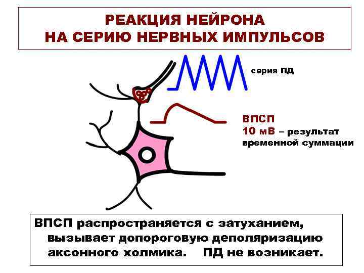 РЕАКЦИЯ НЕЙРОНА НА СЕРИЮ НЕРВНЫХ ИМПУЛЬСОВ серия ПД РЕАКЦИЯ НЕЙРОНА НА СЕРИЮ НЕРВНЫХ ИМПУЛЬСОВ серия ПД