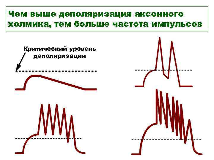 Чем выше деполяризация аксонного холмика, тем больше частота импульсов Критический уровень деполяризации Чем выше деполяризация аксонного холмика, тем больше частота импульсов Критический уровень деполяризации