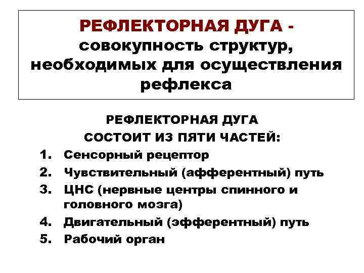 РЕФЛЕКТОРНАЯ ДУГА - совокупность структур, необходимых для осуществления рефлекса РЕФЛЕКТОРНАЯ РЕФЛЕКТОРНАЯ ДУГА - совокупность структур, необходимых для осуществления рефлекса РЕФЛЕКТОРНАЯ