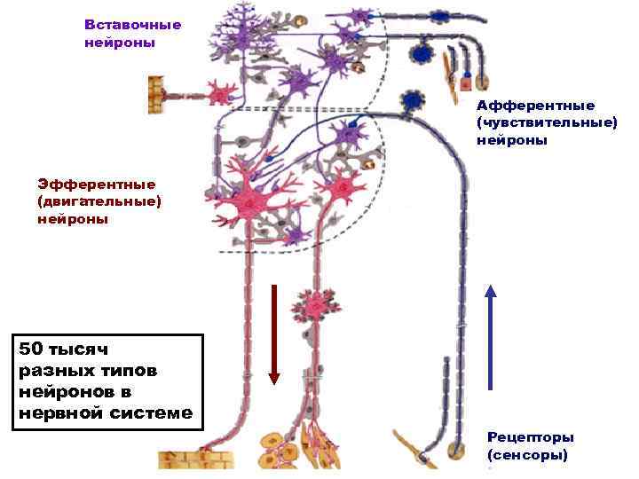 Вставочные нейроны Афферентные (чувствительные) Вставочные нейроны Афферентные (чувствительные)