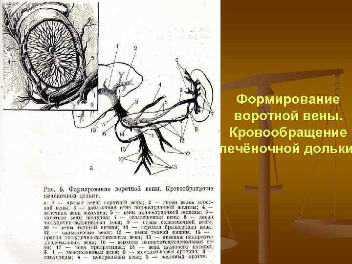  Формирование  воротной вены.  Кровообращение печёночной дольки 
