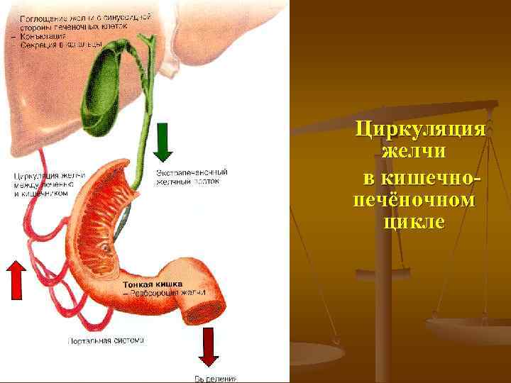  Циркуляция   желчи  в кишечно  печёночном   цикле 