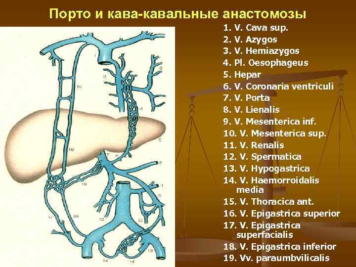 Порто и кава-кавальные анастомозы    1. V. Cava sup.   