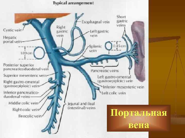 Система воротной вены схема