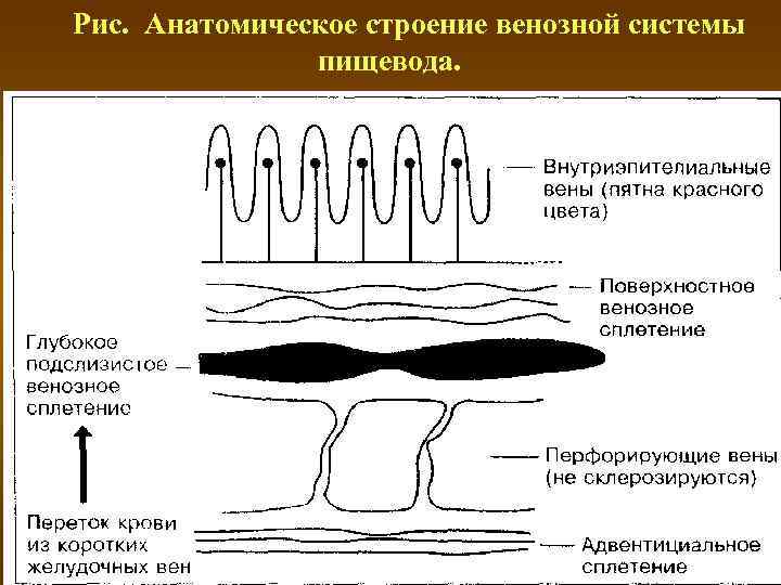 Рис.  Анатомическое строение венозной системы   пищевода. 