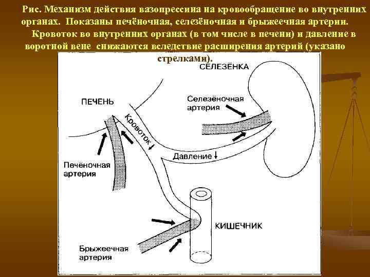 Рис. Механизм действия вазопрессина на кровообращение во внутренних органах.  Показаны печёночная, селезёночная и