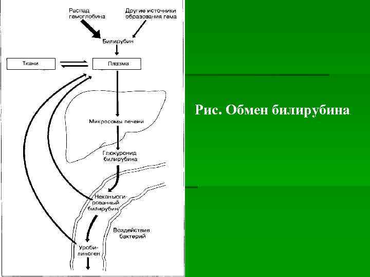 Рис. Обмен билирубина . 