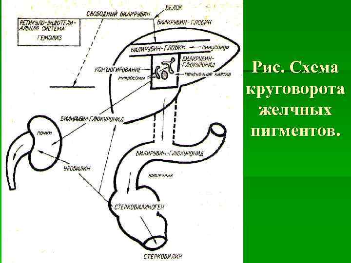 Схема образования желчных пигментов биохимия