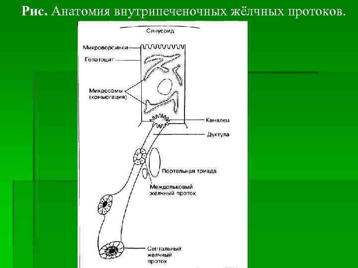 Рис. Анатомия внутрипеченочных жёлчных протоков. 