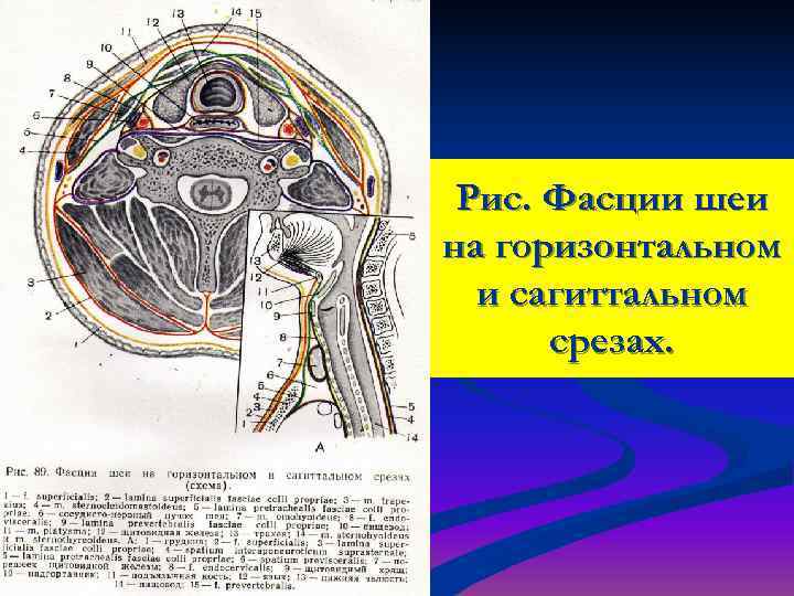  Рис. Фасции шеи на горизонтальном  и сагиттальном  срезах. 