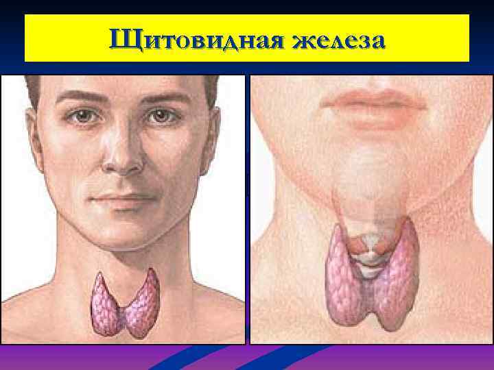 Щитовидная железа 