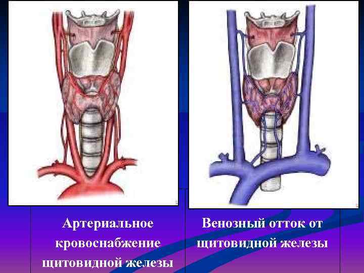  Артериальное Венозный отток от кровоснабжение щитовидной железы 