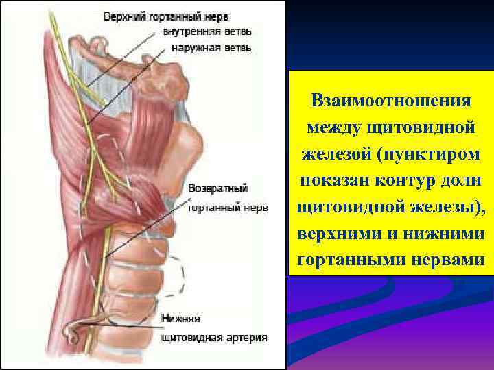 Гортанный. Возвратный нерв щитовидной железы анатомия. Возвратный гортанный нерв анатомия. Щитовидная железа гортанный нерв. Верхний гортанный нерв анатомия.