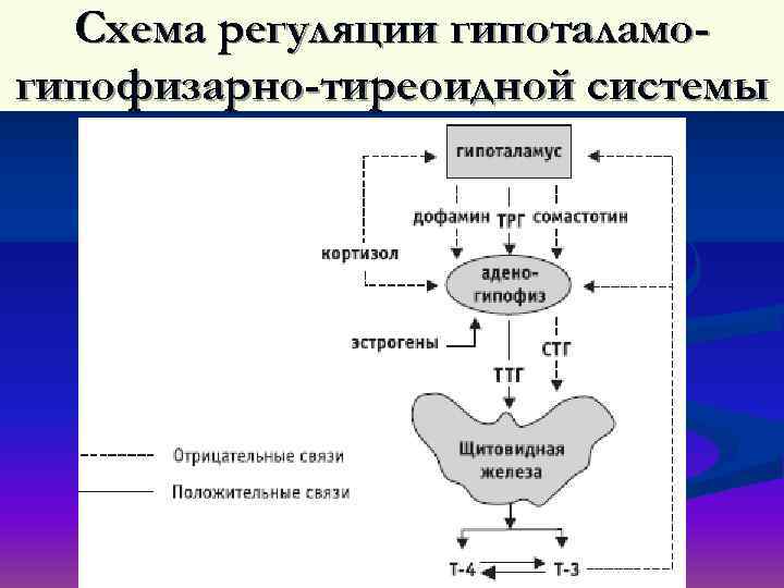 Схема связей в гипоталамо гипофизарной системе