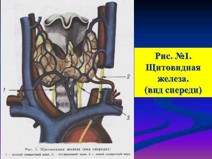  Рис. № 1. Щитовидная  железа. (вид спереди) 