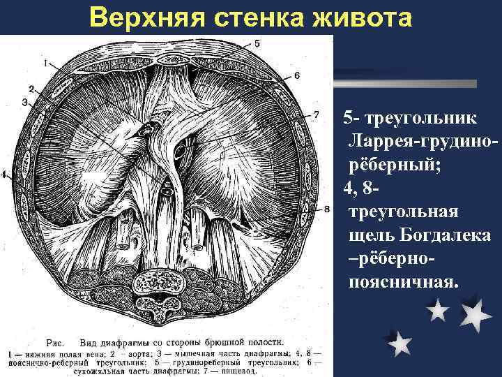 Верхняя стенка живота    5 - треугольник   Ларрея-грудино-  