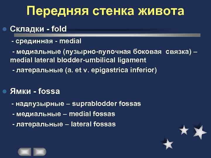   Передняя стенка живота l  Складки - fold - срединная - medial